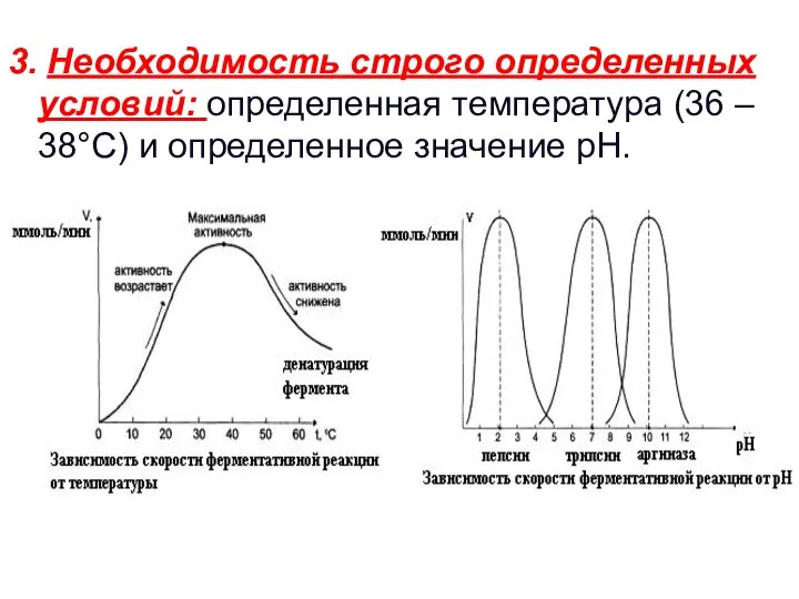 3. Необходимость строго определенных условий: определенная температура (36 – 38°С) и определенное значение рН.