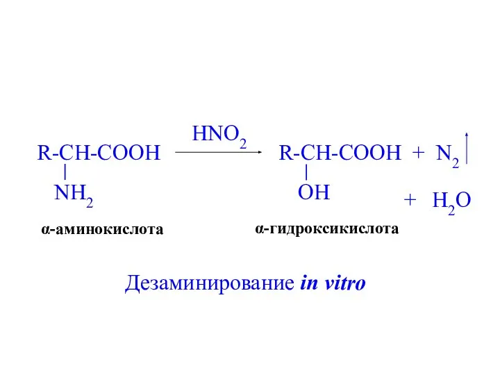 HNO2 + N2 + H2O α-аминокислота α-гидроксикислота Дезаминирование in vitro