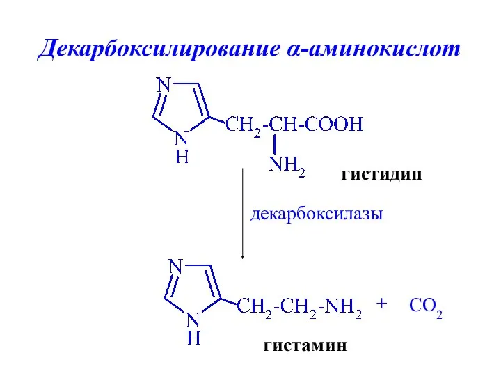 Декарбоксилирование α-аминокислот гистидин гистамин + CO2 декарбоксилазы