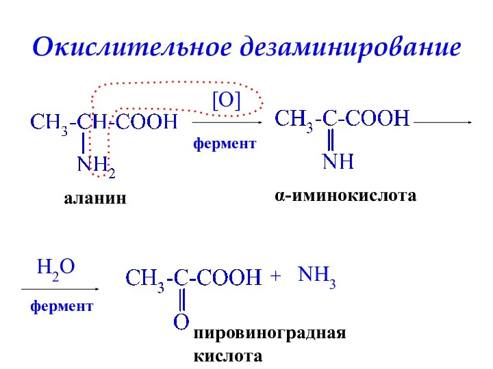 Окислительное дезаминирование аланин [O] фермент α-иминокислота H2O фермент пировиноградная кислота + NH3