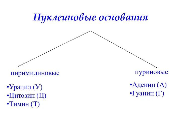 Нуклеиновые основания пиримидиновые Урацил (У) Цитозин (Ц) Тимин (Т) пуриновые Аденин (А) Гуанин (Г)