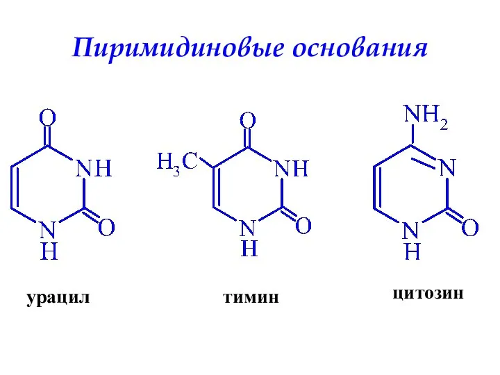 урацил тимин цитозин Пиримидиновые основания