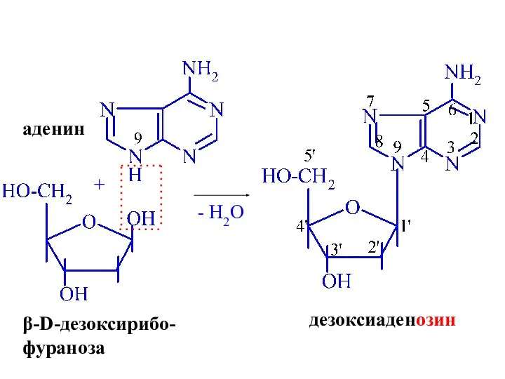 + аденин β-D-дезоксирибо- фураноза - H2O дезоксиаденозин