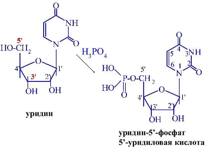 H3PO4 уридин уридин-5’-фосфат 5’-уридиловая кислота