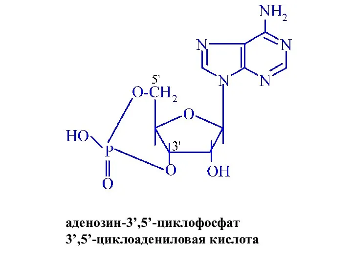 аденозин-3’,5’-циклофосфат 3’,5’-циклоадениловая кислота