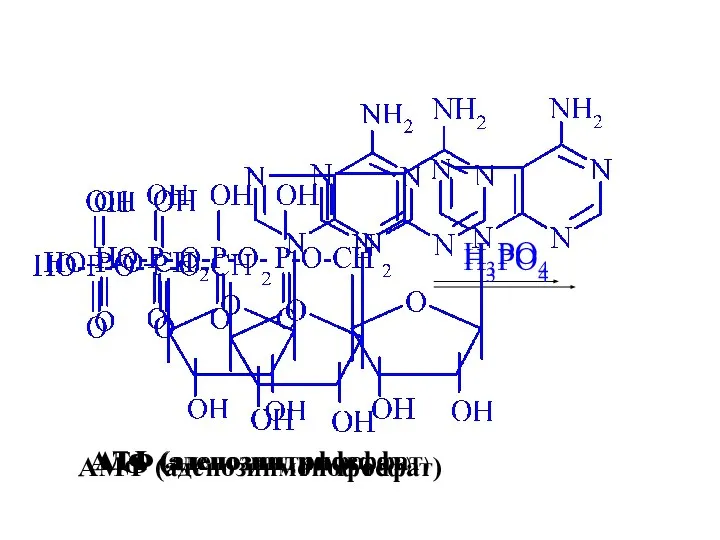 H3PO4 АМФ (аденозинмонофосфат) АДФ (аденозиндифосфат) H3PO4 АТФ (аденозинтрифосфат)