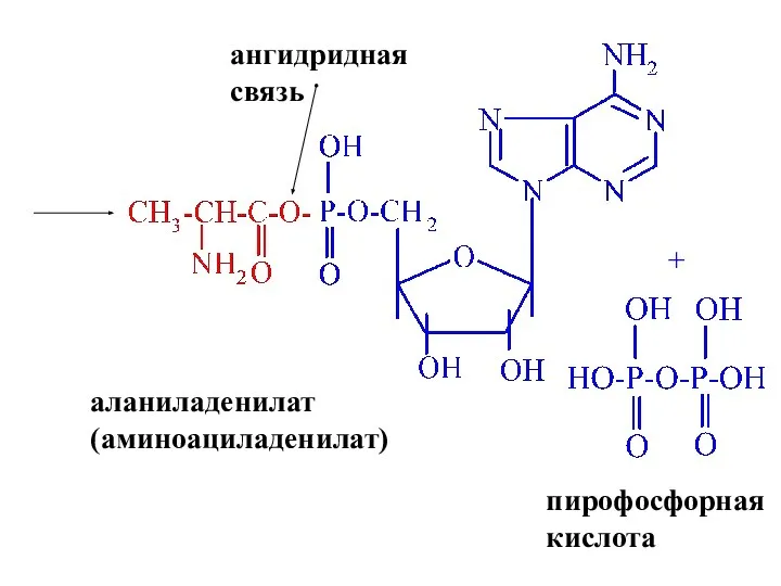 + пирофосфорная кислота аланиладенилат (аминоациладенилат) ангидридная связь