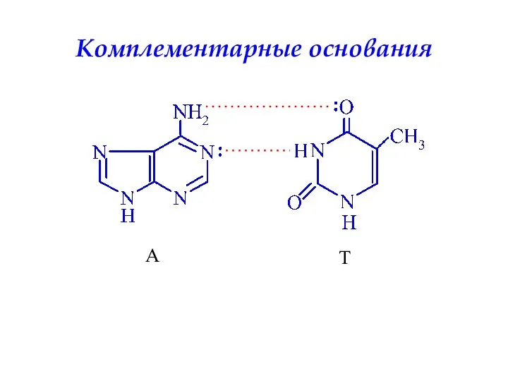 А Т Комплементарные основания