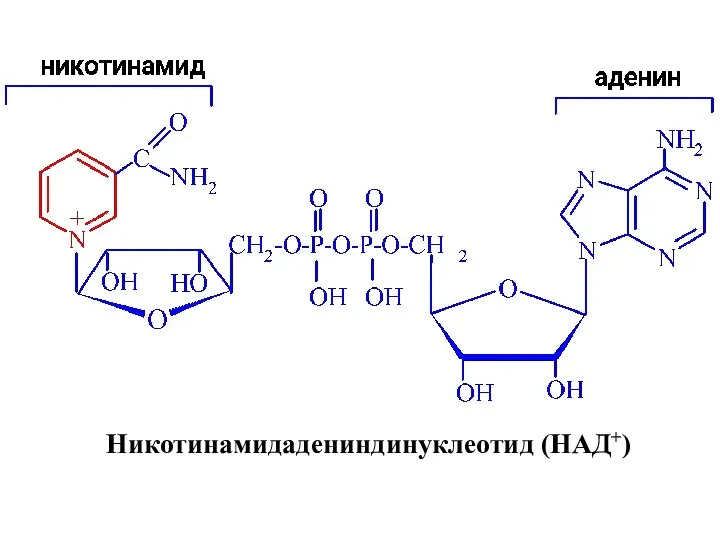 Никотинамидадениндинуклеотид (НАД+)