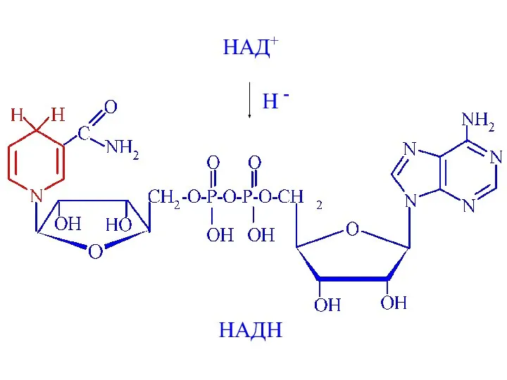 НАД+ H - НАДН