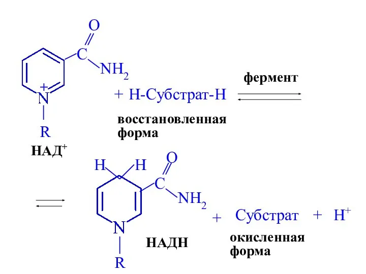 НАД+ + H-Субстрат-H восстановленная форма фермент НАДH + Субстрат окисленная форма + H+