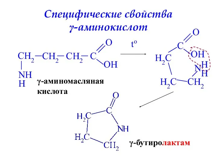 Специфические свойства γ-аминокислот CH2 CH2 CH2 C O OH N H