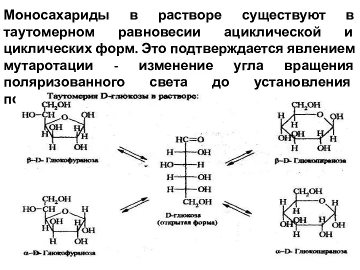 Моносахариды в растворе существуют в таутомерном равновесии ациклической и циклических форм.