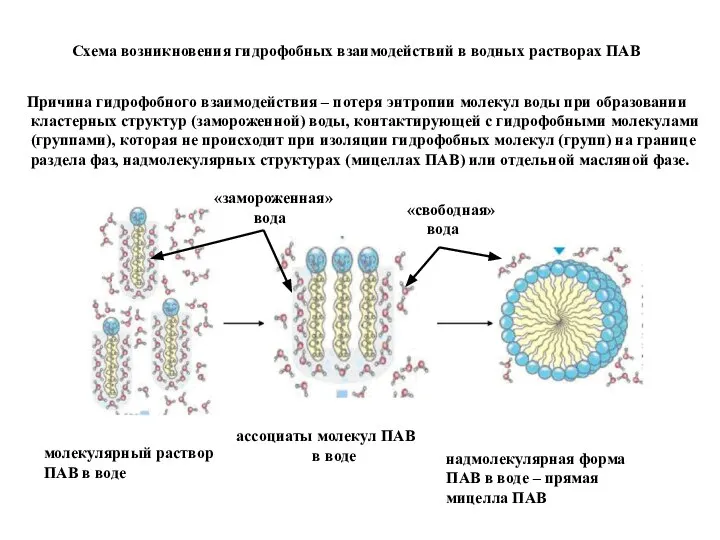 молекулярный раствор ПАВ в воде ассоциаты молекул ПАВ в воде надмолекулярная