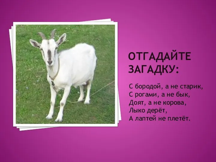 ОТГАДАЙТЕ ЗАГАДКУ: С бородой, а не старик, С рогами, а не