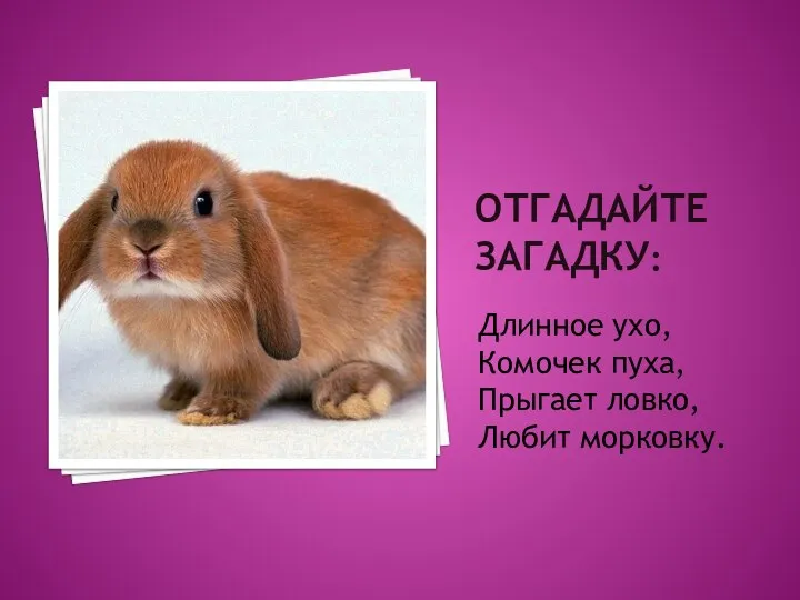 ОТГАДАЙТЕ ЗАГАДКУ: Длинное ухо, Комочек пуха, Прыгает ловко, Любит морковку.