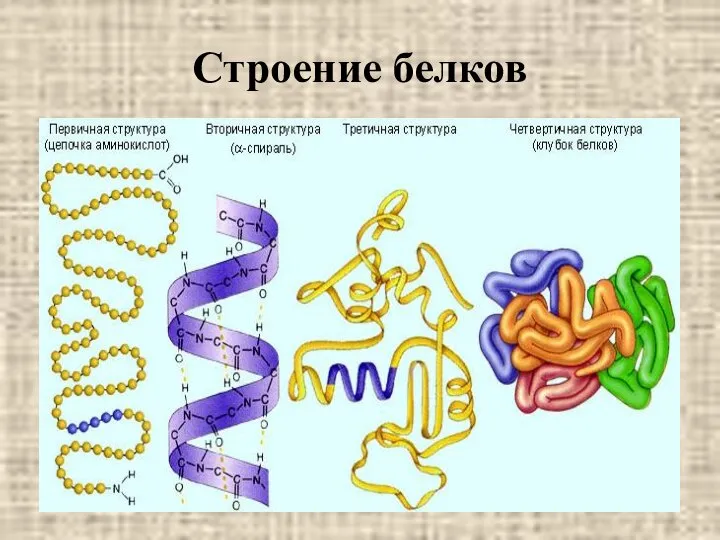 Строение белков