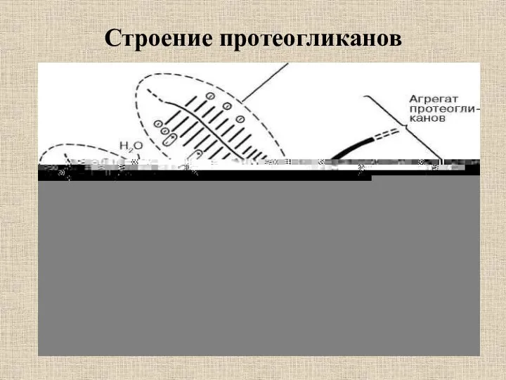 Строение протеогликанов