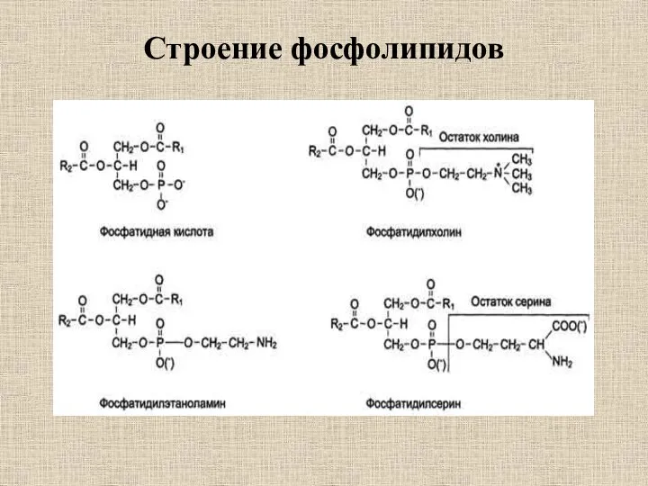 Строение фосфолипидов