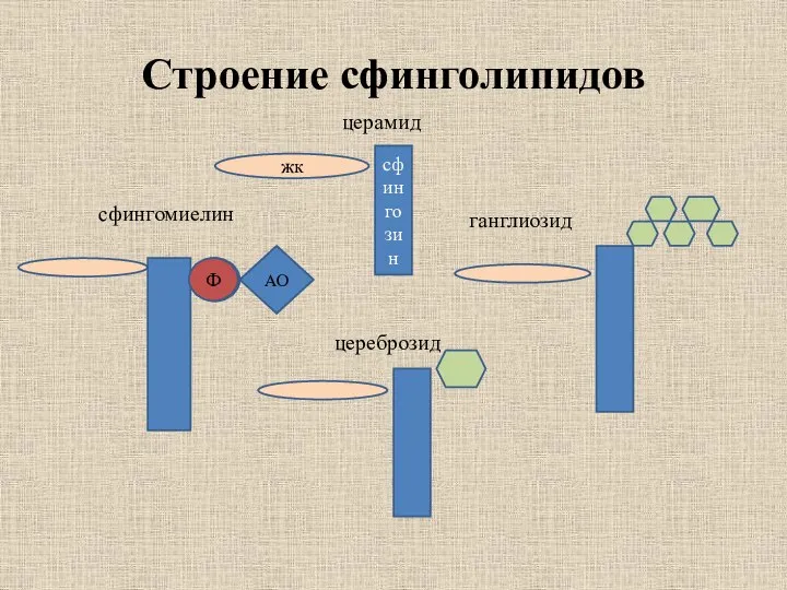 Строение сфинголипидов сфингозин жк Ф АО церамид сфингомиелин цереброзид ганглиозид Ф