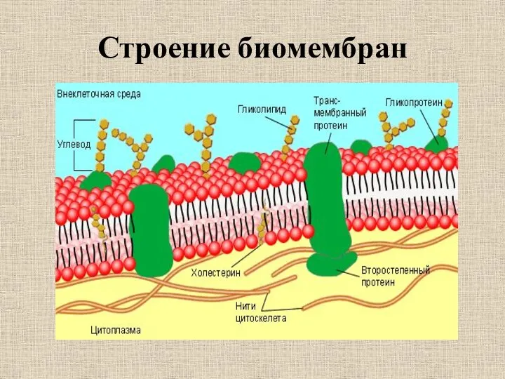 Строение биомембран