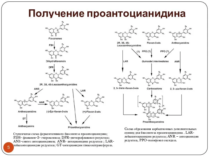 Получение проантоцианидина Cхема образования карбкатионных дополнительных единиц для биосинтеза проантоцианидина .