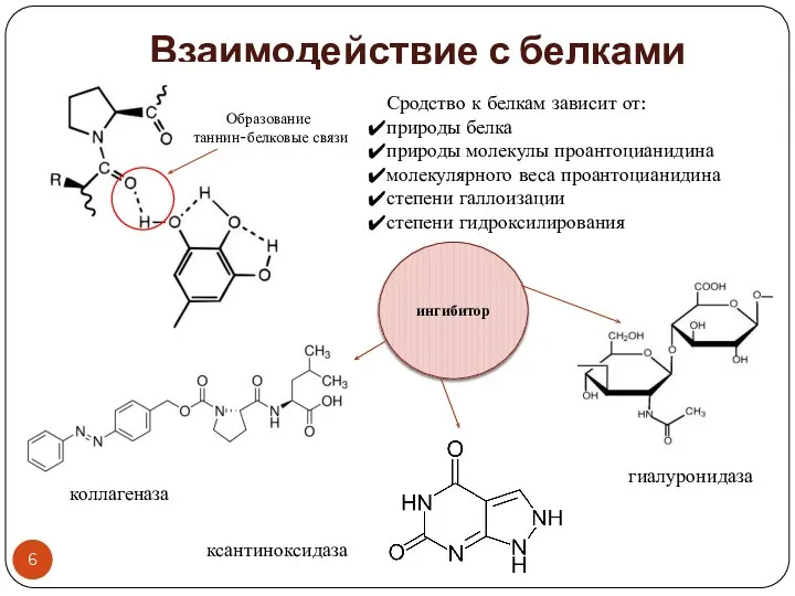 Взаимодействие с белками Образование таннин-белковые связи Сродство к белкам зависит от: