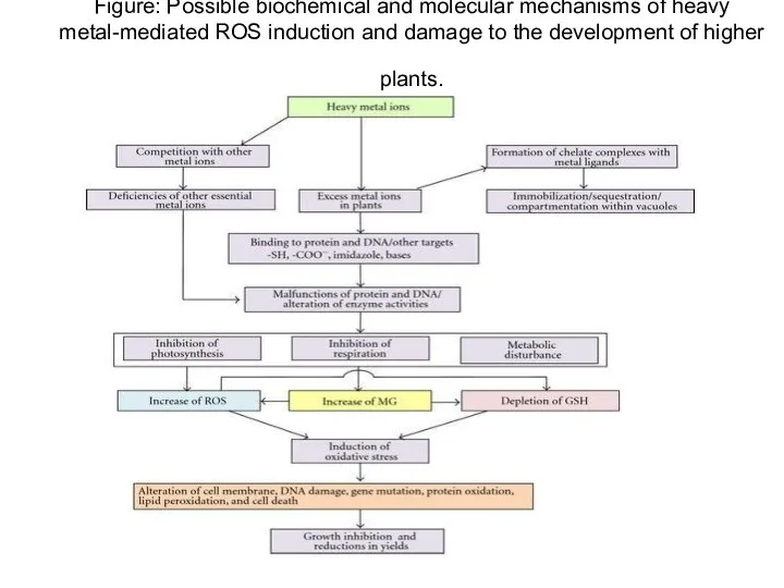 Figure: Possible biochemical and molecular mechanisms of heavy metal-mediated ROS induction