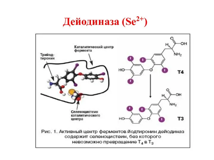 Дейодиназа (Se2+)