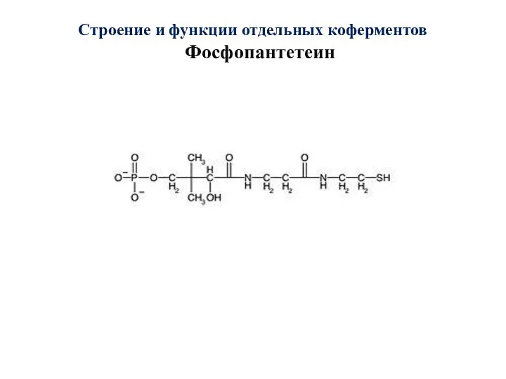 Строение и функции отдельных коферментов Фосфопантетеин