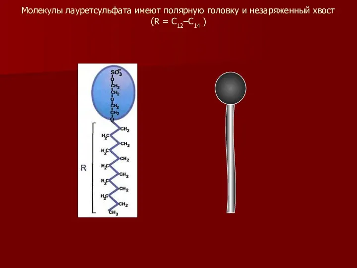 Молекулы лауретсульфата имеют полярную головку и незаряженный хвост (R = C12–C14 )