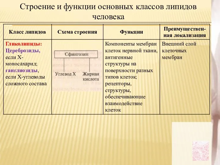 Строение и функции основных классов липидов человека