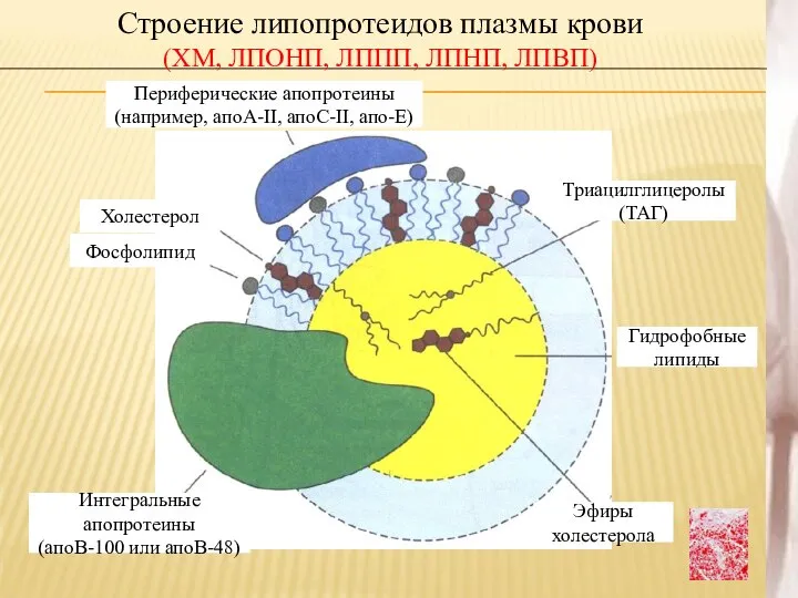 Строение липопротеидов плазмы крови (ХМ, ЛПОНП, ЛППП, ЛПНП, ЛПВП) Периферические апопротеины