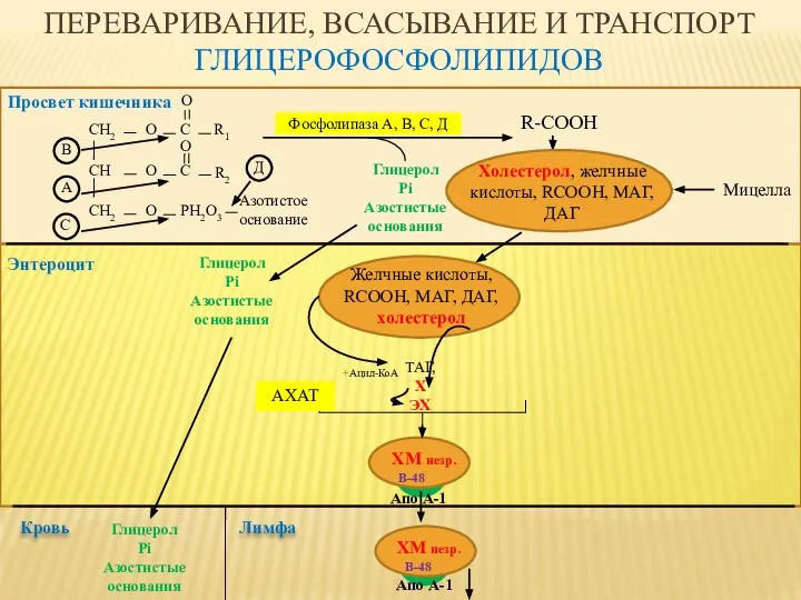 ПЕРЕВАРИВАНИЕ, ВСАСЫВАНИЕ И ТРАНСПОРТ ГЛИЦЕРОФОСФОЛИПИДОВ R-COOH Глицерол Pi Азостистые основания Просвет