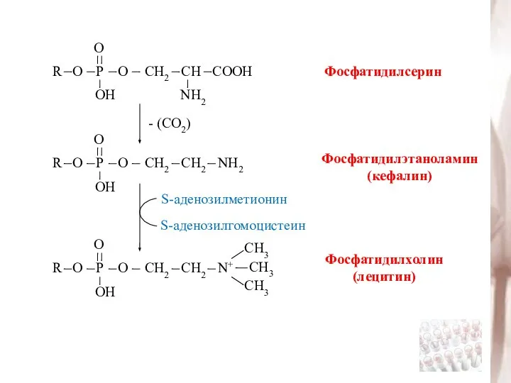 Фосфатидилсерин - (СО2) Фосфатидилэтаноламин (кефалин) Фосфатидилхолин (лецитин) S-аденозилметионин S-аденозилгомоцистеин