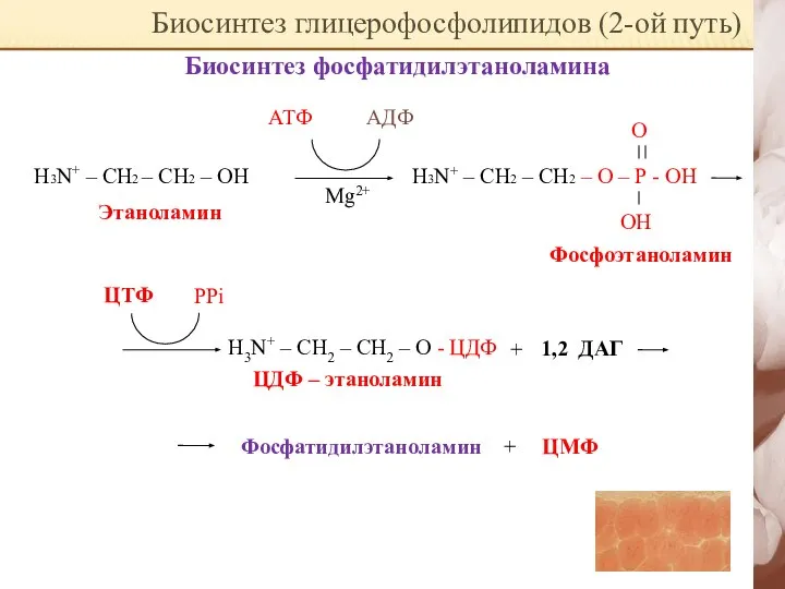 Биосинтез глицерофосфолипидов (2-ой путь) Биосинтез фосфатидилэтаноламина Н3N+ – CH2 – CH2