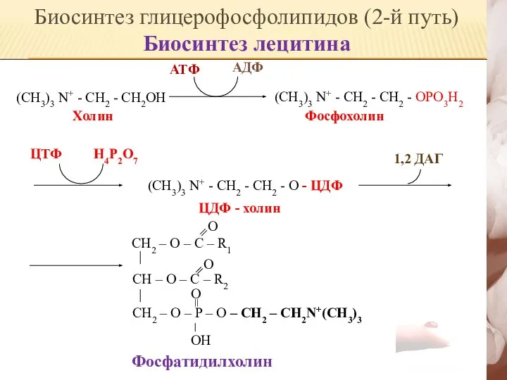 (CH3)3 N+ - CH2 - CH2OH Холин АДФ АТФ (СH3)3 N+