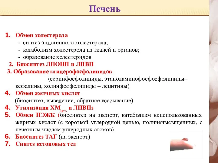 Печень Обмен холестерола - синтез эндогенного холестерола; - катаболизм холестерола из