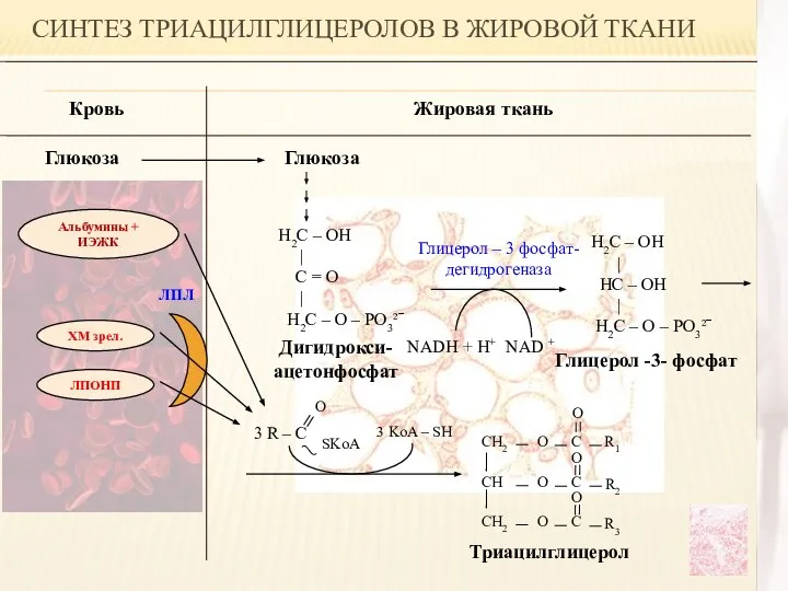 Глицерол -3- фосфат СИНТЕЗ ТРИАЦИЛГЛИЦЕРОЛОВ В ЖИРОВОЙ ТКАНИ Кровь Жировая ткань