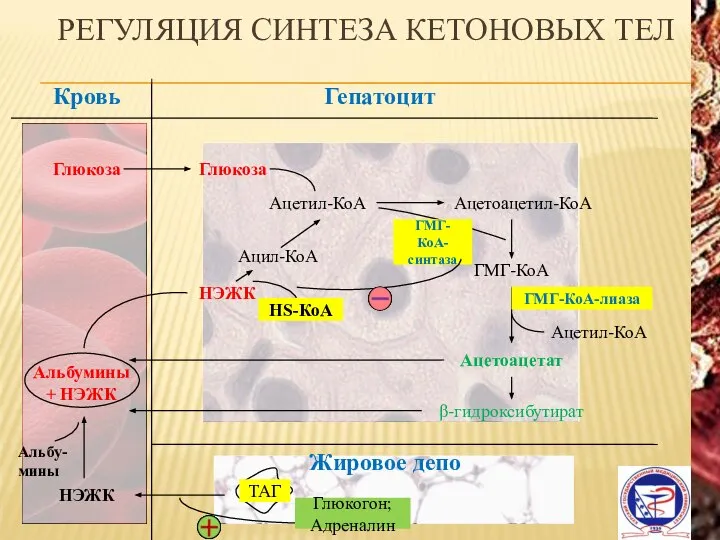 РЕГУЛЯЦИЯ СИНТЕЗА КЕТОНОВЫХ ТЕЛ Гепатоцит Кровь Глюкоза Глюкоза Ацетил-КоА Ацетоацетил-КоА ГМГ-КоА