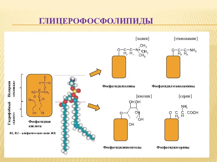 ГЛИЦЕРОФОСФОЛИПИДЫ Фосфатидная кислота Полярная «головка» Гидрофобный «хвост» R1, R2 – алифатические цепи ЖК