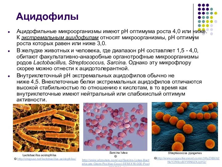 Ацидофилы Ацидофильные микроорганизмы имеют рН оптимума роста 4,0 или ниже. К