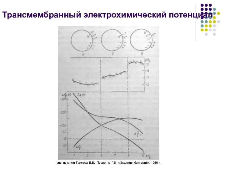 Трансмембранный электрохимический потенциал рис. из книги Громова Б.В., Павленко Г.В., «Экология бактерий», 1989 г.