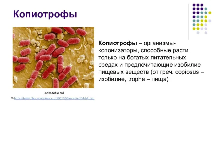 Копиотрофы – организмы-колонизаторы, способные расти только на богатых питательных средах и