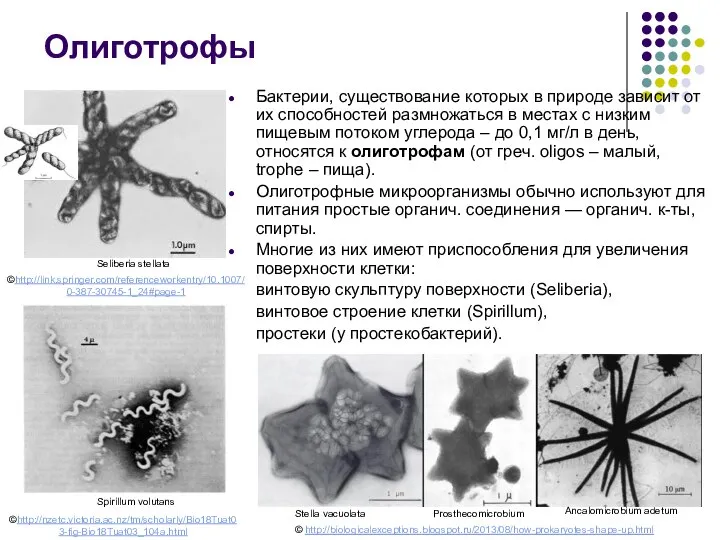 Бактерии, существование которых в природе зависит от их способностей размножаться в