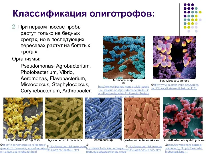 2. При первом посеве пробы растут только на бедных средах, но