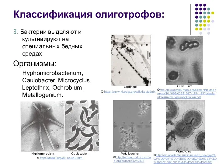 Leptothrix Ochrobium Metallogenium Caulobacter Hyphomicrobium Классификация олиготрофов: 3. Бактерии выделяют и