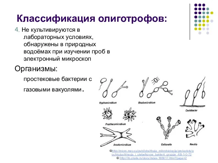 4. Не культивируются в лабораторных условиях, обнаружены в природных водоёмах при