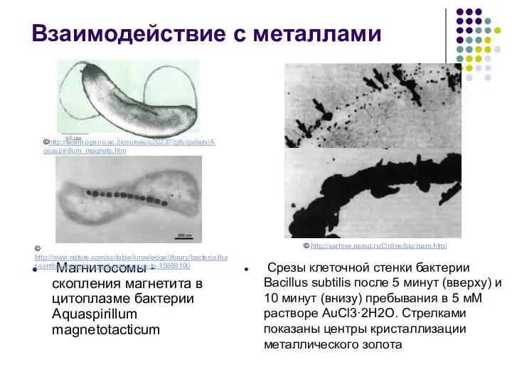 Магнитосомы - скопления магнетита в цитоплазме бактерии Aquaspirillum magnetotacticum Взаимодействие с