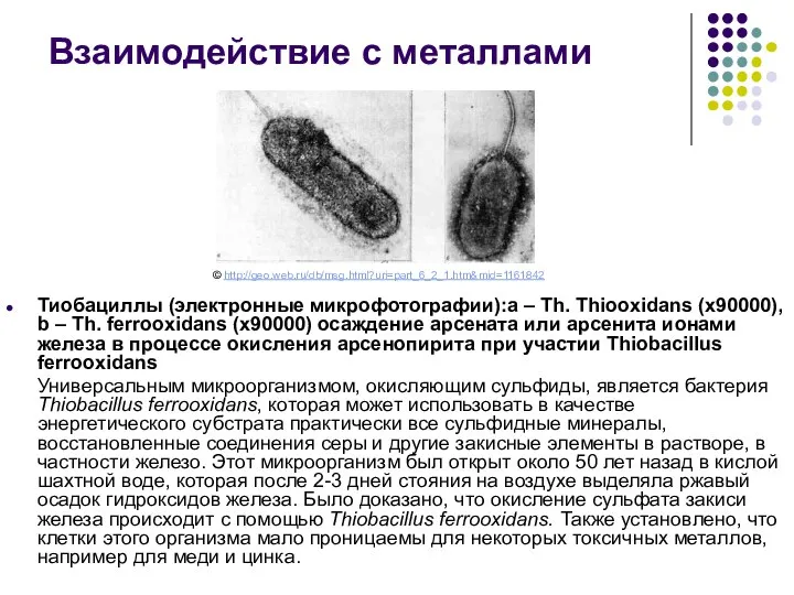 Тиобациллы (электронные микрофотографии):a – Th. Thiooxidans (х90000), b – Th. ferrooxidans